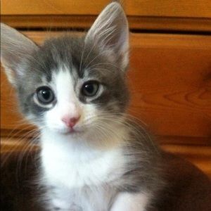 Meet your Posher, Sophia